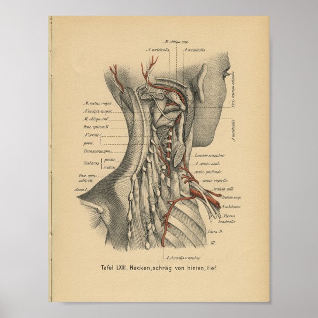 Affiches Vintage 1888 Allemand Anatomie Imprimer Muscles Co (Devant)