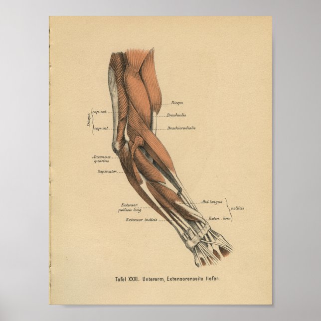 Affiches Vintage 1888 Allemand Anatomie Imprimer Muscles de (Devant)