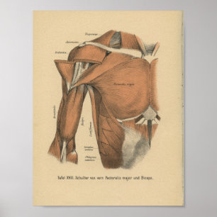 Affiches Vintage 1888 Allemand Anatomy Print Chest Muscles