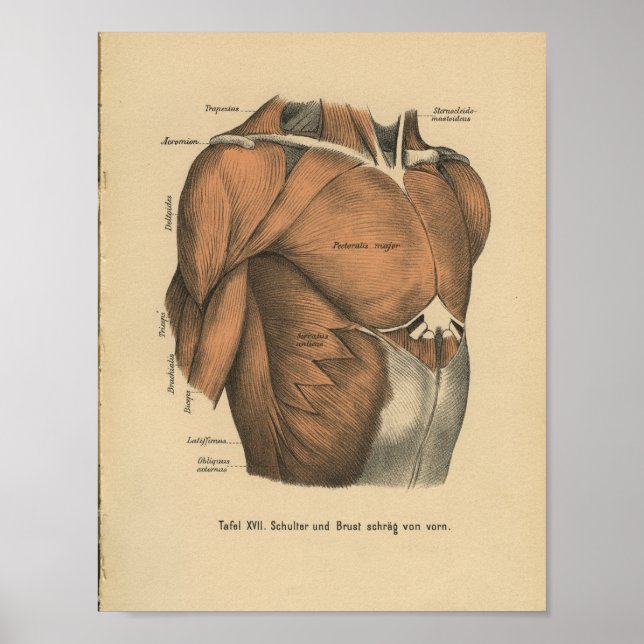 Affiches Vintage 1888 Allemand Anatomy Print Chest Muscles (Devant)