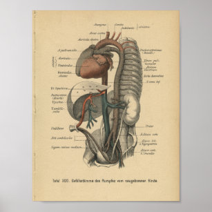 Affiches Vintage 1888 Allemand Anatomy Print Organs