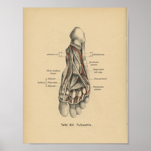 Affiches Vintage 1888 Allemand Anatomy Print Pied (Devant)