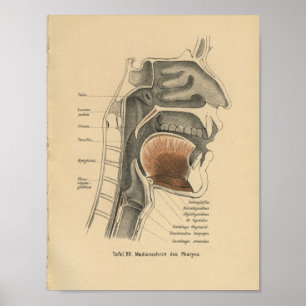 Affiches Vintage 1888 Anatomie allemande Cou d'impression