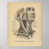 Vintage 1888 Anatomie allemande crâne d'impression