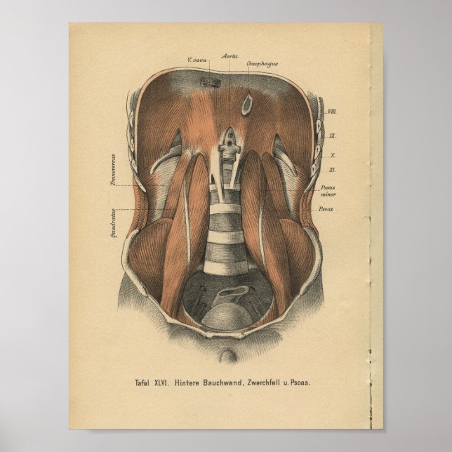 Affiches Vintage 1888 Anatomie allemande Imprimer l'abdomen (Devant)