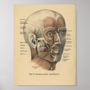 Affiches Vintage 1888 Anatomie allemande Imprimer Muscles f