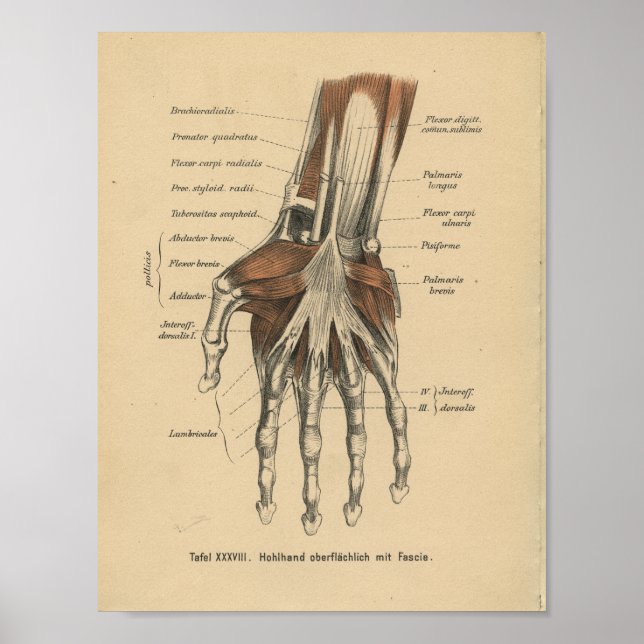 Affiches Vintage 1888 Anatomie allemande Poignet à main (Devant)