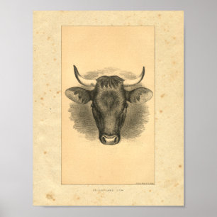 Affiches Vintage 1888 Bull Print