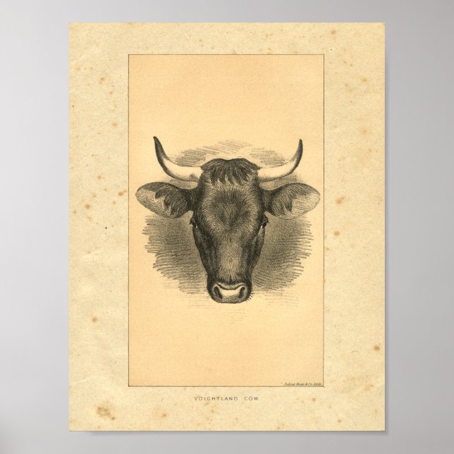 Affiches Vintage 1888 Bull Print (Devant)