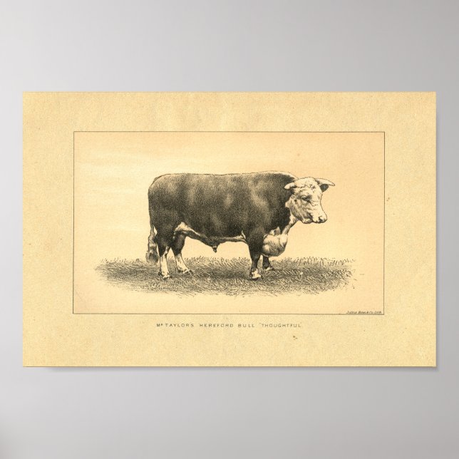 Affiches Vintage 1888 Bull Print (Devant)