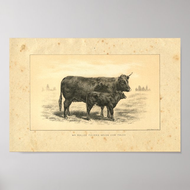 Affiches Vintage 1888 Cow with Calf Print (Devant)