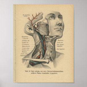 Affiches Vintage 1888 German Anatomy Print Face Neck