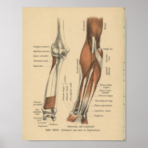 Affiches Vintage 1888 German Anatomy Print Forearm