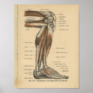 Affiches Vintage 1888 German Anatomy Print Leg Foot