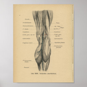 Affiches Vintage 1888 German Anatomy Print Leg Knee