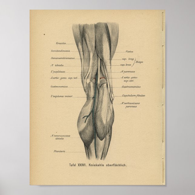 Affiches Vintage 1888 German Anatomy Print Leg Knee (Devant)