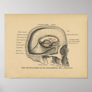 Affiches Vintage 1888 German Anatomy Print Skull