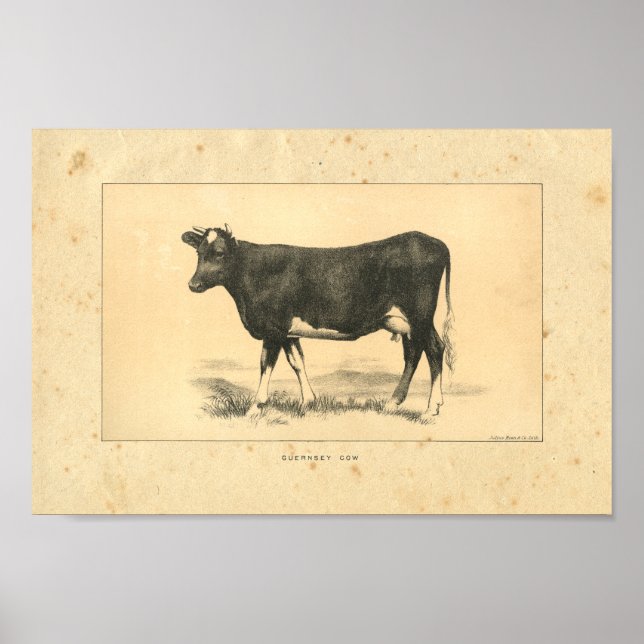 Affiches Vintage 1888 Guernsey Cow Print (Devant)