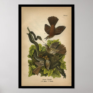 Affiches Vintage 1890 Oiseaux Imprimer Poussée Brown