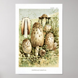 Affiches Vintage 1895 Champignons Art Brown blanc Imprimer