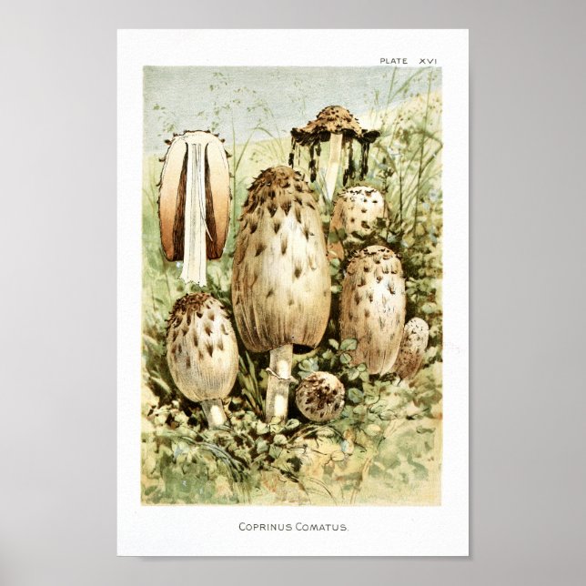 Affiches Vintage 1895 Champignons Art Brown blanc Imprimer (Devant)