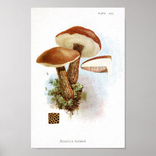 Affiches Vintage 1895 Champignons Art Casquette Brown Impri