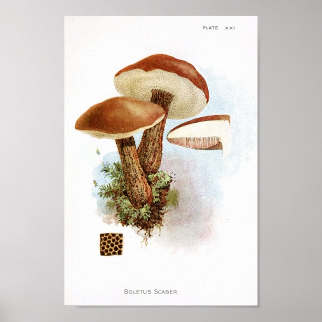 Affiches Vintage 1895 Champignons Art Casquette Brown Impri (Devant)