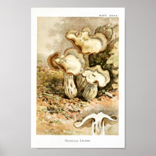 Affiches Vintage 1895 Champignons Brown Art blanc Imprimer