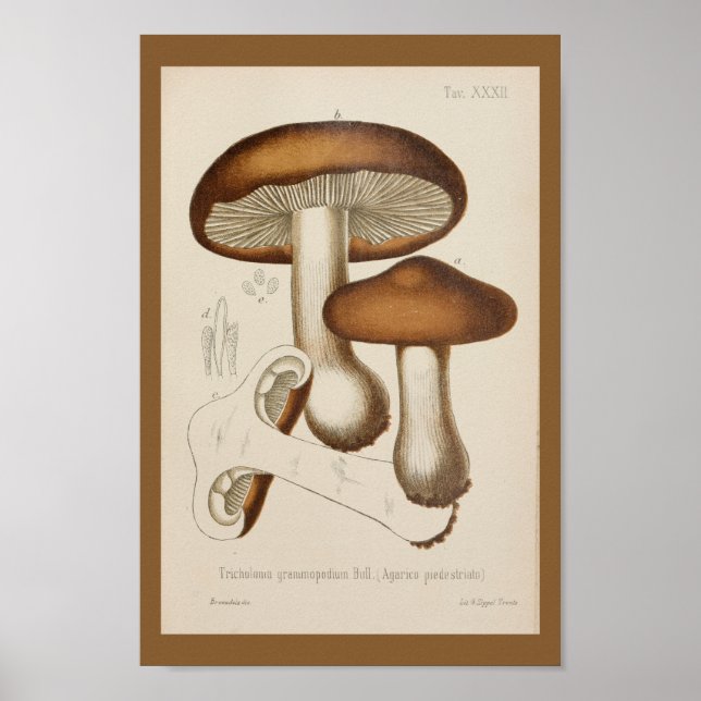 Affiches Vintage 1899 Champignons Art Casquette Brown Impri (Devant)