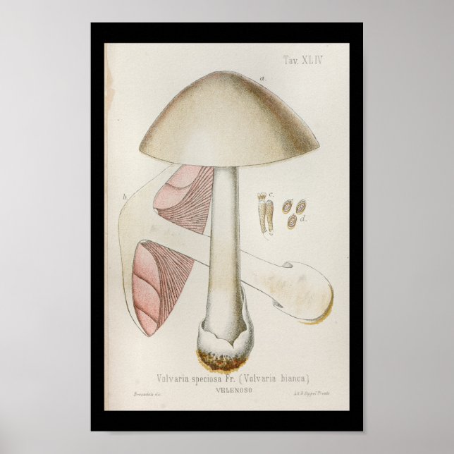 Affiches Vintage 1899 Champignons Art rose blanc Imprimer (Devant)