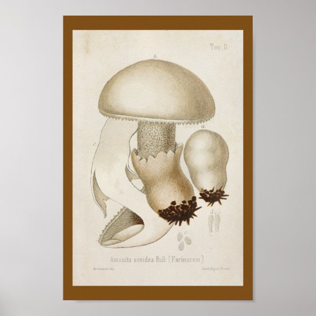 Affiches Vintage 1899 Champignons Blanc Casquette Art Impri (Devant)