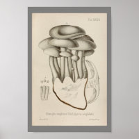 Vintage 1899 Champignons Blanc Casquette Art Impri