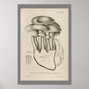 Affiches Vintage 1899 Champignons Blanc Casquette Art Impri