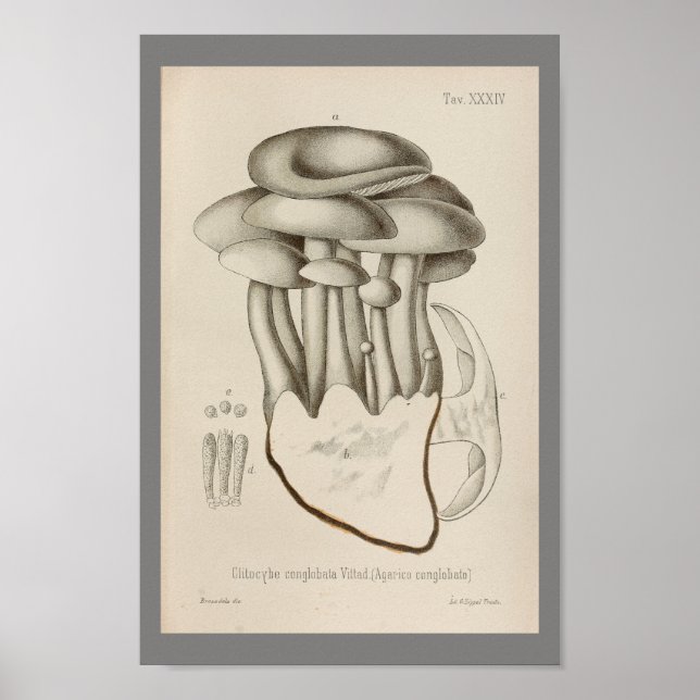 Affiches Vintage 1899 Champignons Blanc Casquette Art Impri (Devant)