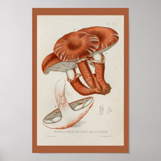 Affiches Vintage 1899 Champignons Brown Red Art Imprimer (Devant)