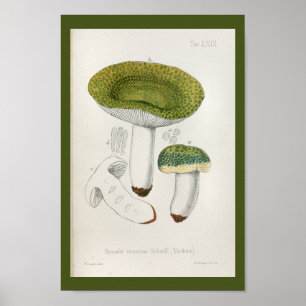 Affiches Vintage 1899 Champignons Green Casquette Art Impri