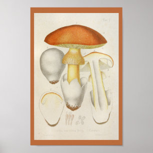 Affiches Vintage 1899 Champignons Orange Jaune Art Imprimer