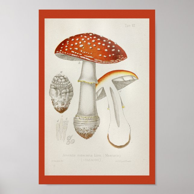 Affiches Vintage 1899 Champignons Rouge Jaune Art Imprimer (Devant)