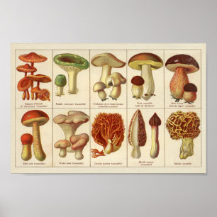 Affiches Vintage 1900 Variété de champignons Vert Brown Imp