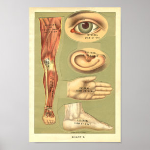 Affiches Vintage 1901 Anatomie humaine