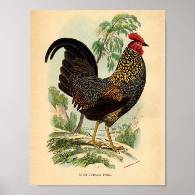 Affiches Vintage Agricole Victorian Print Roster (Devant)