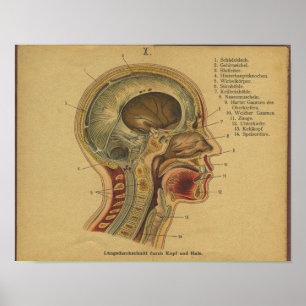 Affiches Vintage allemand Anatomie tête d'impression