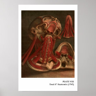 Affiches Vintage Anatomy Neck and Face