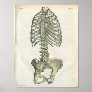 Affiches Vintage Anatomy of Posterior Spine