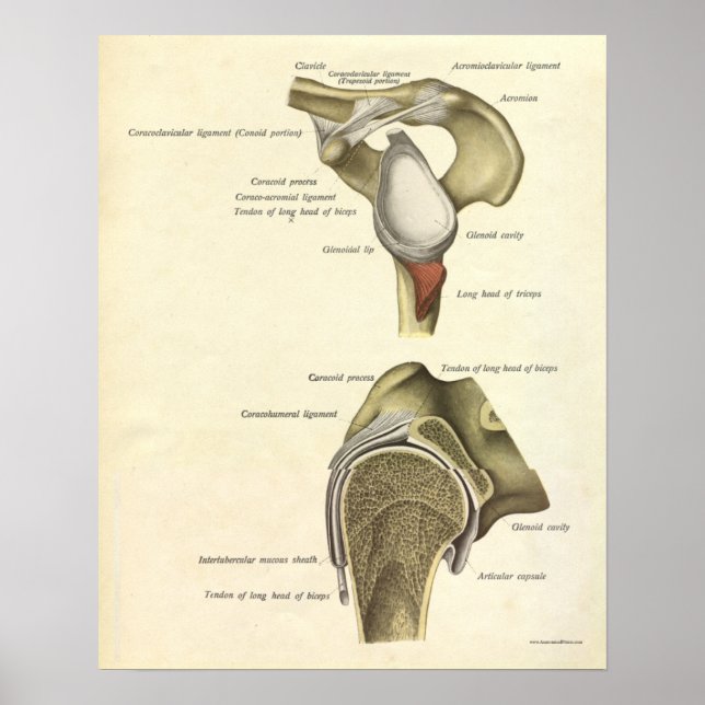 Affiches Vintage Anatomy Print Bones Shoulder Joint (Devant)