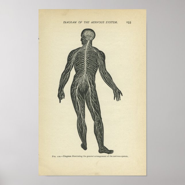 Affiches Vintage Anatomy Print Nervous System (Devant)