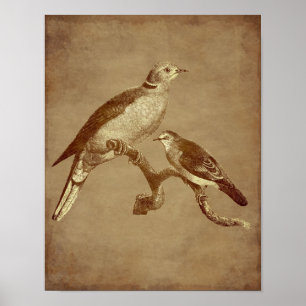 Affiches Vintage Art Doves Oiseau Vieilli Look Animal Art