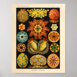 Affiches Vintage Ascidiae Color Ernst Haeckel Art Imprimer