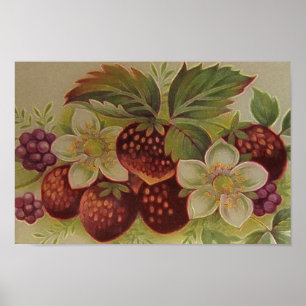 Affiches Vintage Berries