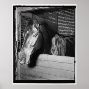 Affiches Vintage Billy le cheval